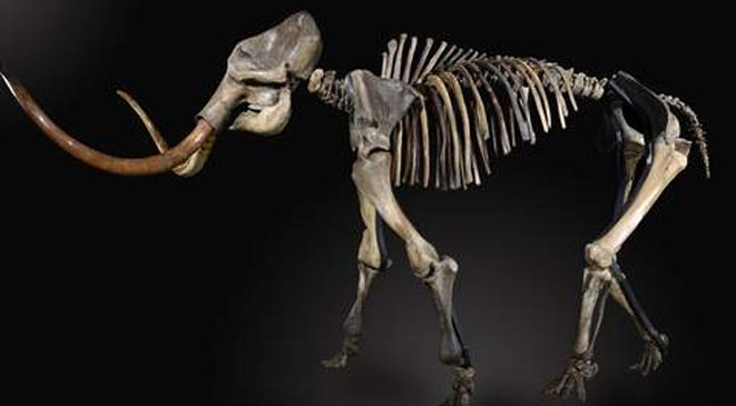 بريطاني يشتري هيكل “ماموث” بـ239 ألف يورو