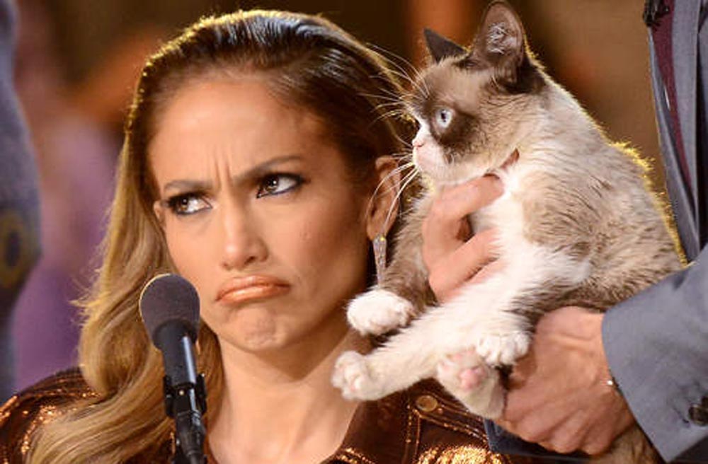 صور.. القط الغاضب يملك 100 مليون دولار