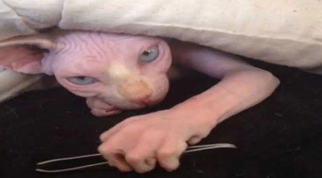 صورة قط بيدين آدميتين تثير جدلا