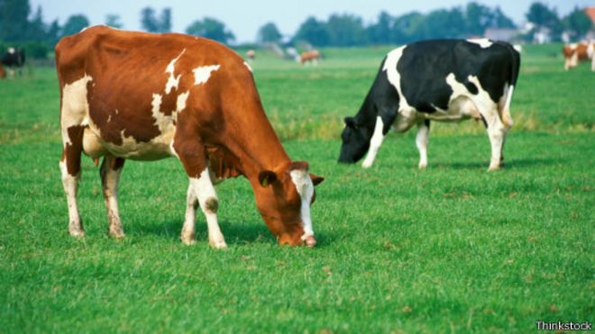 هل تصل اللحوم المعدلة وراثياً إلى موائدنا قريبا؟