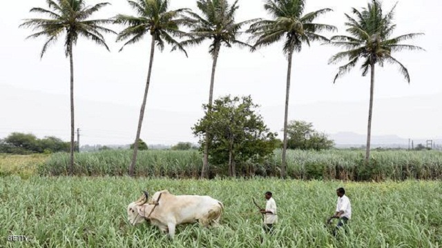 25 ألف فلاح هندي يهددون بالانتحار بيوم واحد