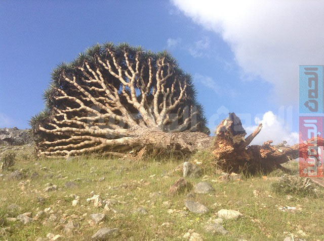سقطرى تفقد كنوزها البحرية والزراعية في إعصار تشابالا (استطلاع مصور)