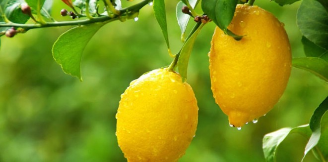 الإكثار من تناول الليمون يمنع السرطان