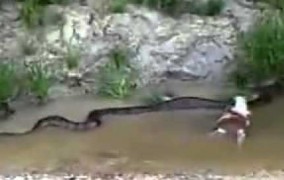 فيديو | أناكوندا الأمازن العملاقة تلتهم بقرة في البرازيل