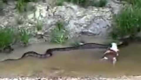 فيديو | أناكوندا الأمازن العملاقة تلتهم بقرة في البرازيل