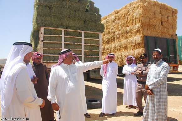 السعودية : 300% ارتفاع بأسعار الأعلاف وشكاوى المتضررين بلا نتيجة ومربوا المواشي يستنجدون بسلمان الحزم