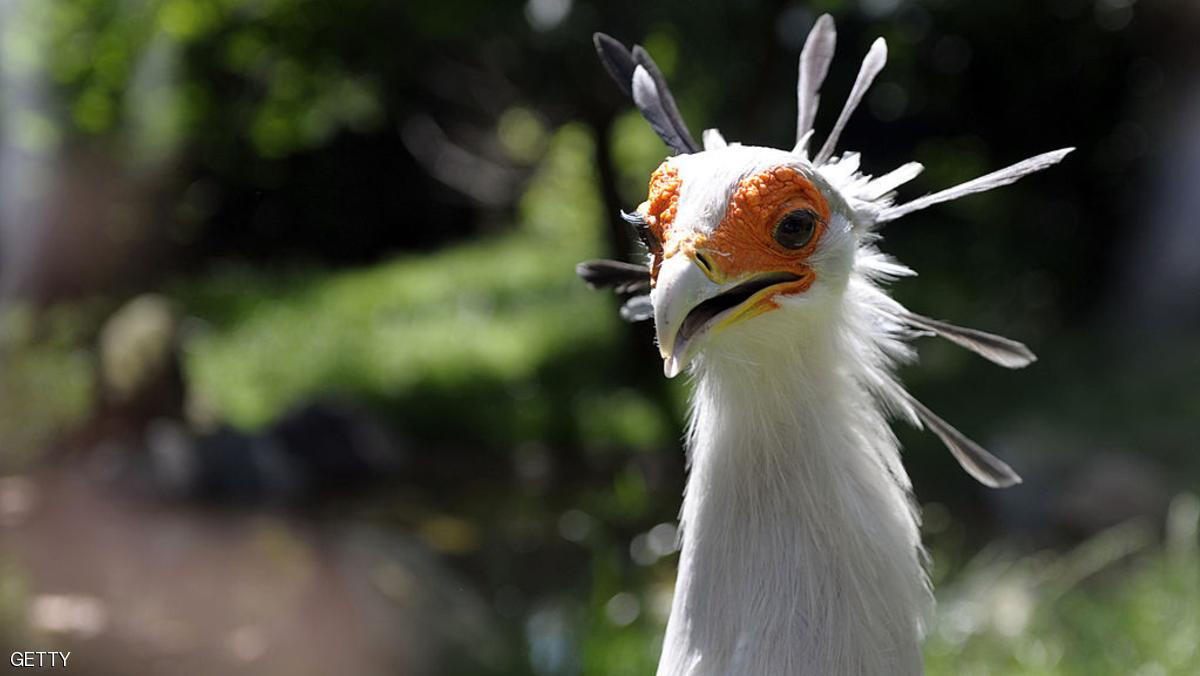 قاتل الأفاعي.. صاحب أقوى ضربة منقار