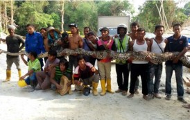 العثور على “أكبر أفعى على الاطلاق” في ماليزيا