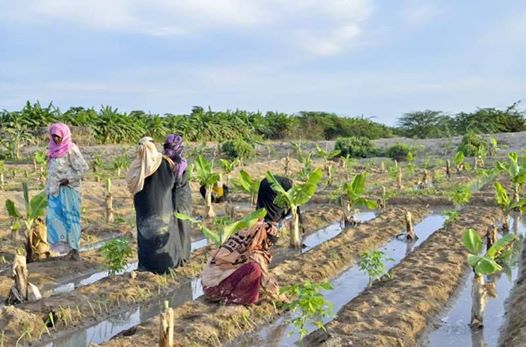 حدائق زنجبار